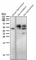 Anti-Phospho-Tau (S198) Rabbit Monoclonal Antibody